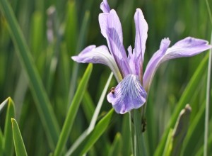 floraochfaunapklagshamnsudden